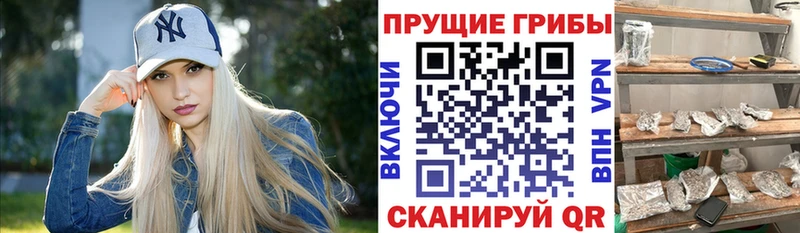 Псилоцибиновые грибы Psilocybe  Купить где  Москва 